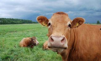 牛牛牛国产免费视频观看