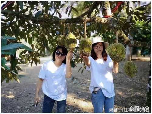 国产榴莲翻车事件视频