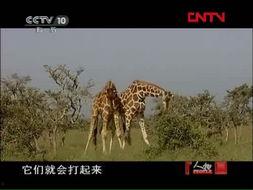 国产的猛兽出笼视频,惊心动魄的野性释放